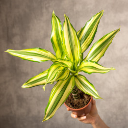 Dracena 'Yellow Coast' | Tomaszewski