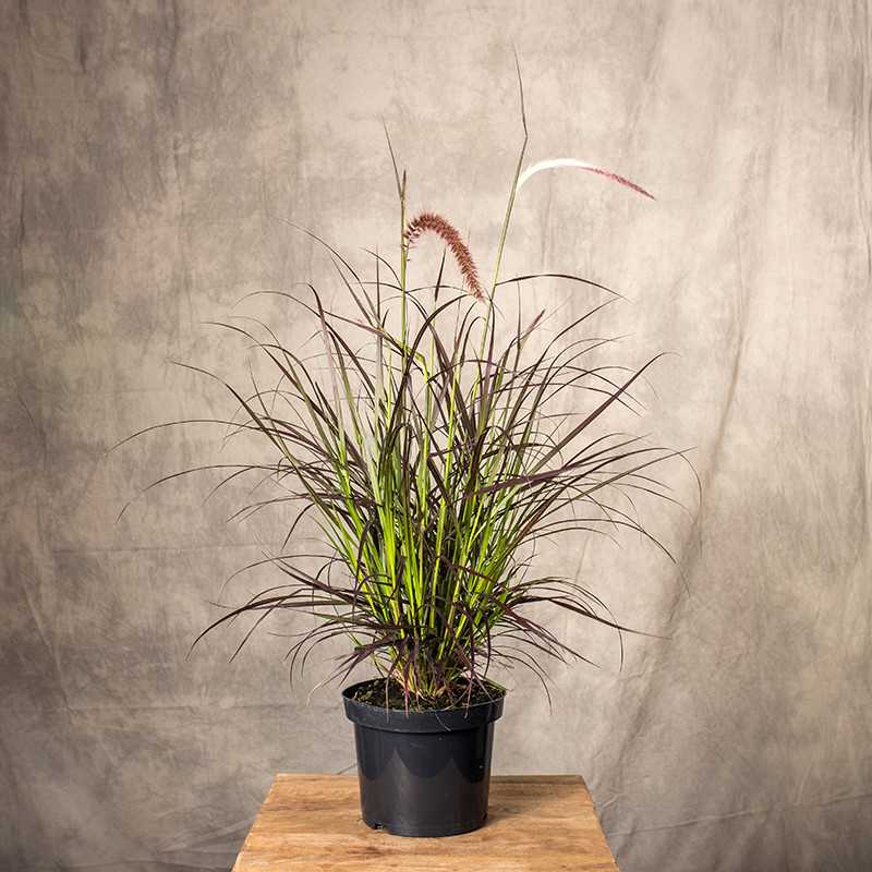 Rozplenica 'Rubrum'