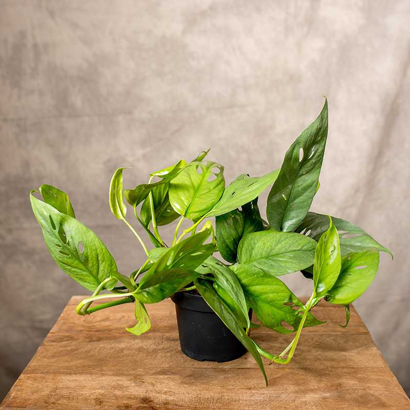 Epipremnum 'Cebu Blue' | Małe