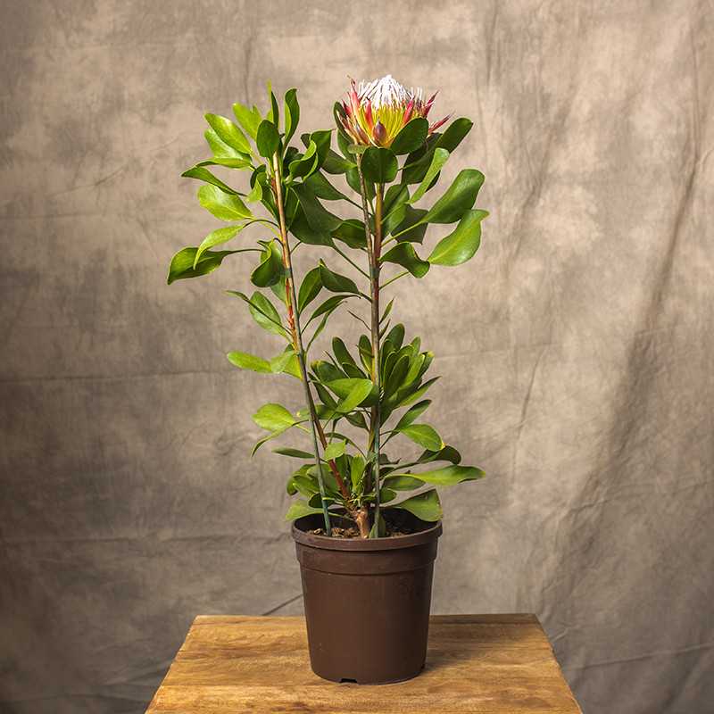 Protea 'Little Prince'