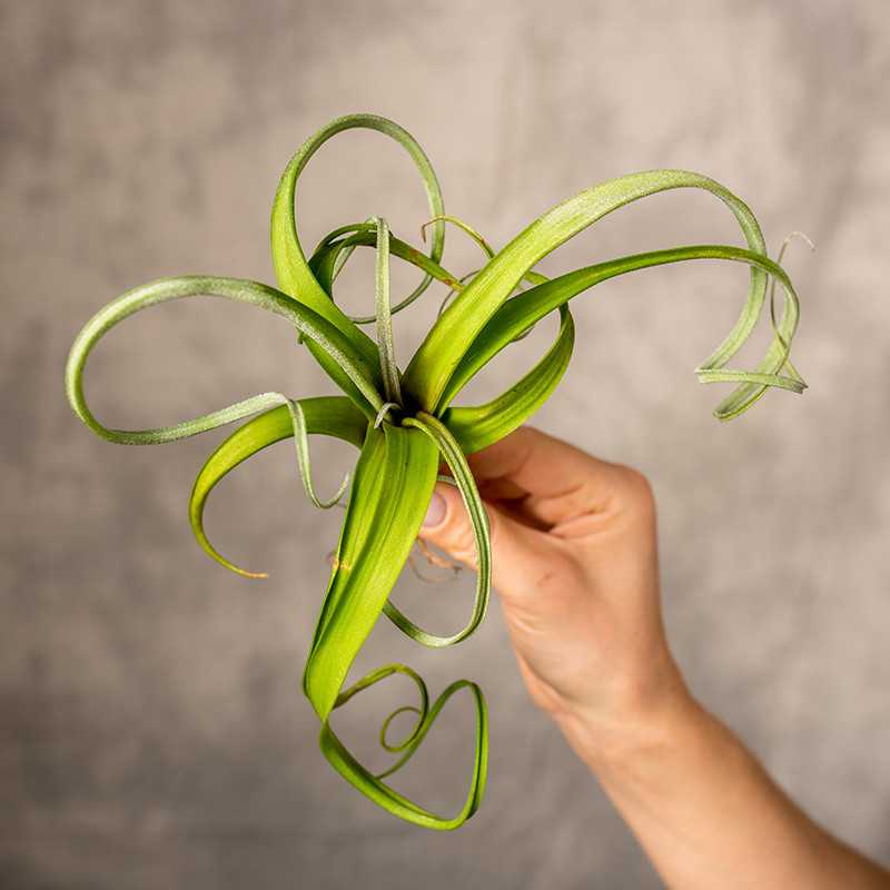 Oplątwa 'Curly Slim'