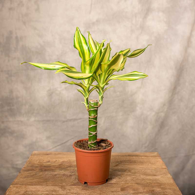 Dracena 'Yellow Coast' | Mała