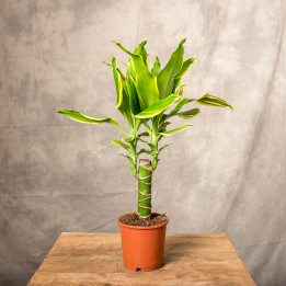 Dracena 'Golden Coast' | Tomaszewski