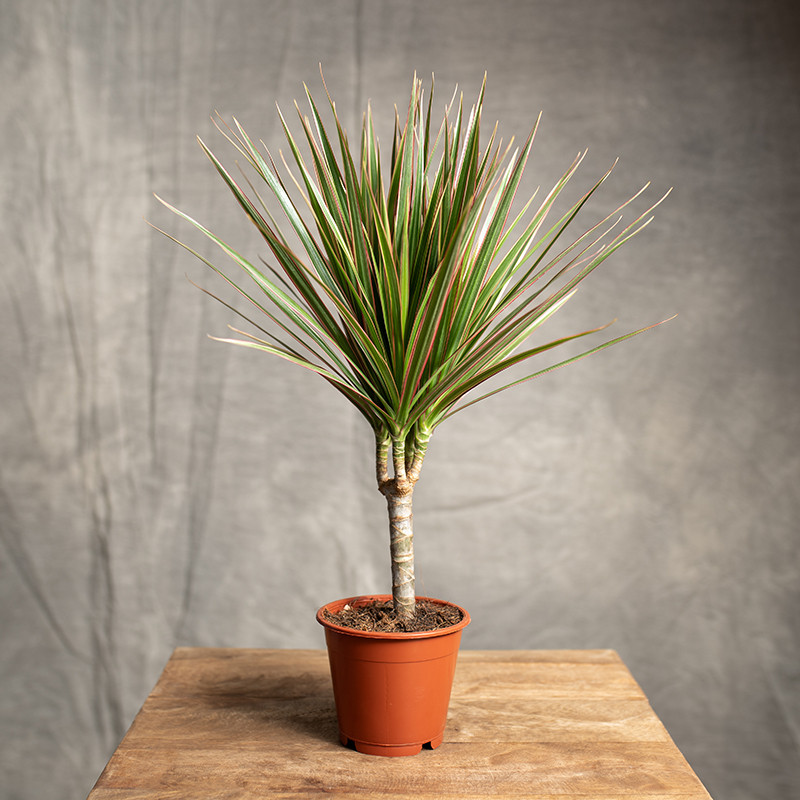 Dracena 'Bicolor' | Mała