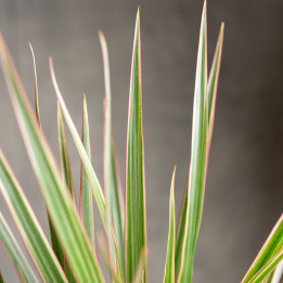 Dracena 'Bicolor' | Tomaszewski