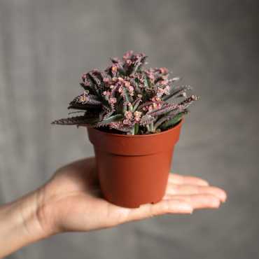 Żyworódka wąskolistna 'Pink Butterfly'