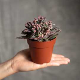 Żyworódka wąskolistna 'Pink Butterfly'