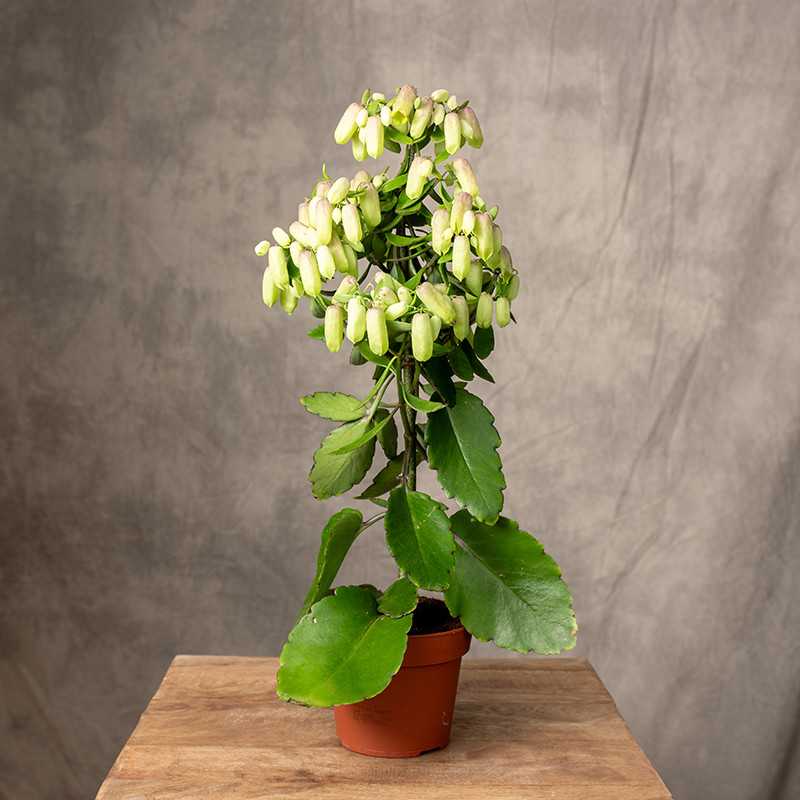 Kalanchoe 'Magic Bell'