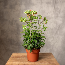 Kalanchoe 'Lucky Bells' | Tomaszewski