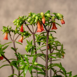 Kalanchoe 'Lucky Bells' | Tomaszewski