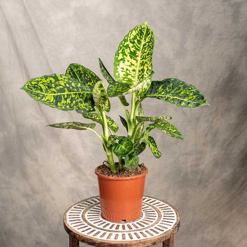 Difenbachia 'Reflector'