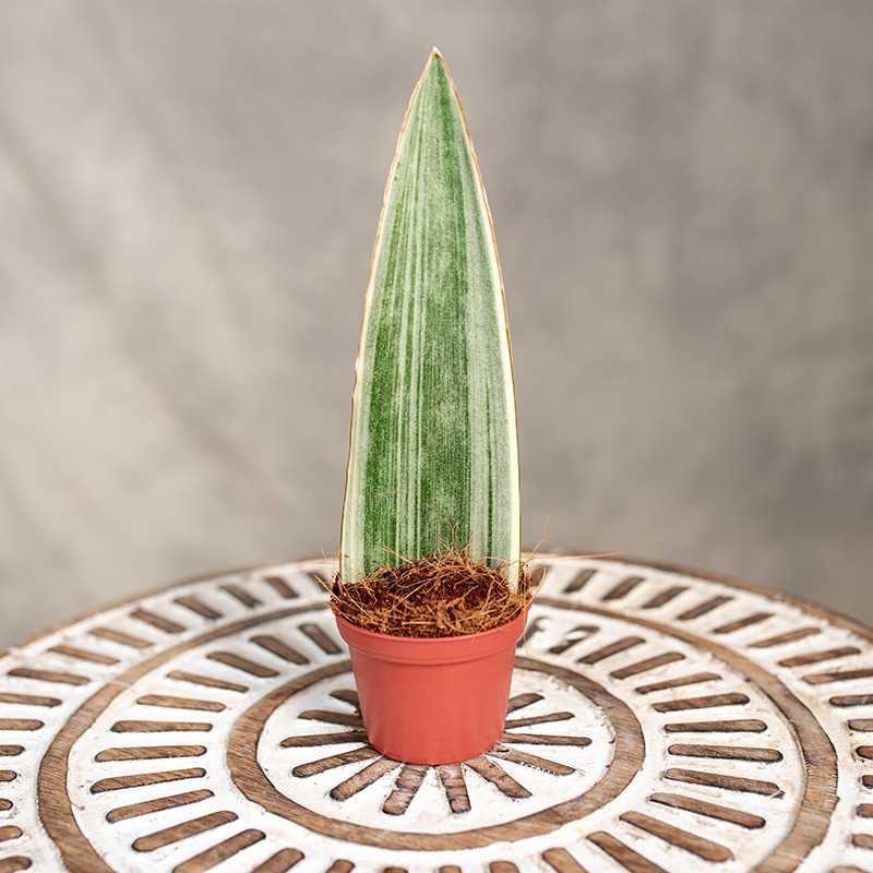 Sansewieria 'Silver Siam' |...
