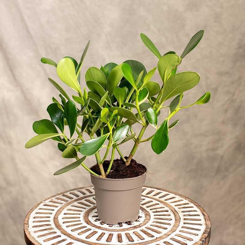 Kluzja 'Green Magic' Variegata