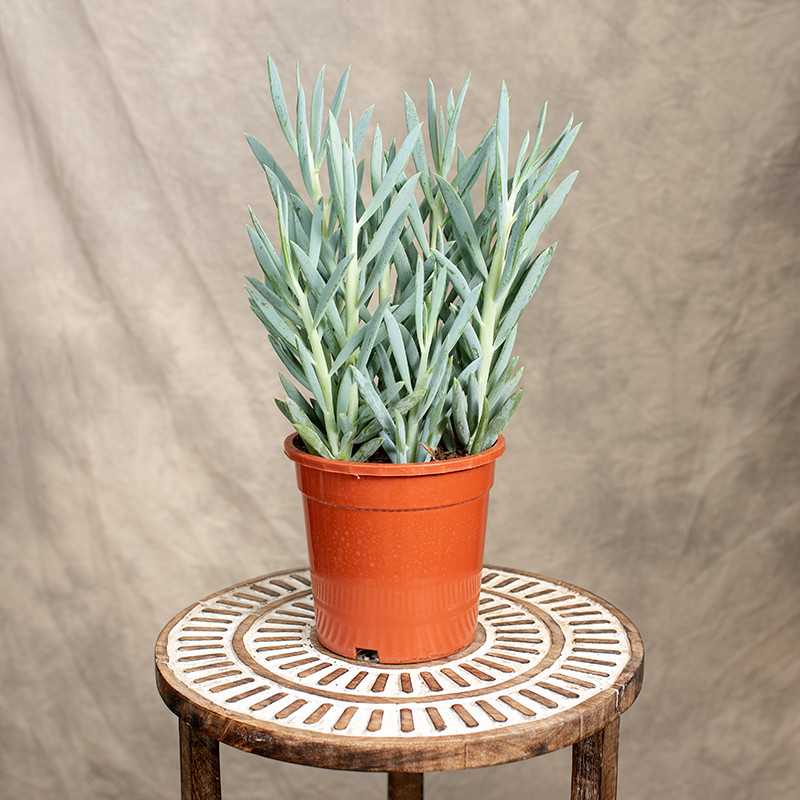 Senecio 'Mount Everest'