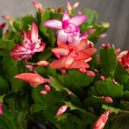Kaktus bożonarodzeniowy | Szlumbergera | Schlumbergera