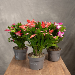 Kaktus bożonarodzeniowy | Szlumbergera | Schlumbergera