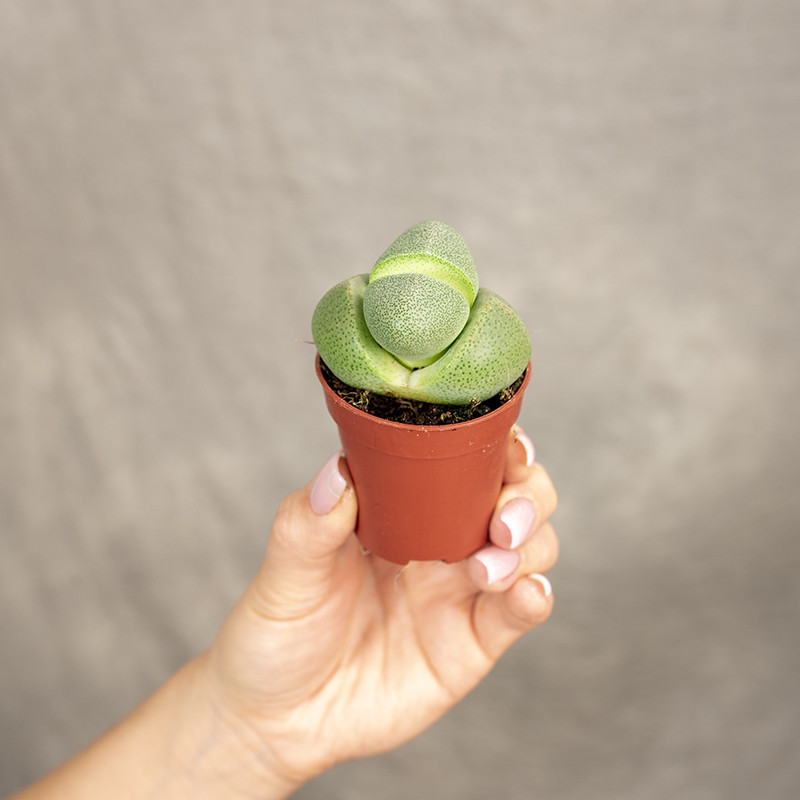 Lithops Żywe Kamienie | Mały