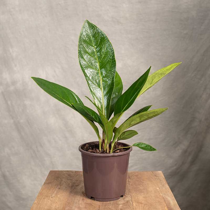 Anturium 'Jungle King'