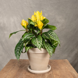 Afelandra 'Dania' | Aphelandra squarrosa 'Dania'