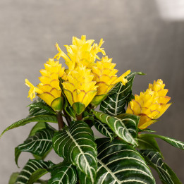 Afelandra 'Dania' | Aphelandra squarrosa 'Dania'