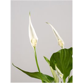 Skrzydłokwiat | Duży