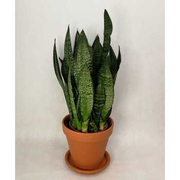 Sansewieria 'Green Flame'