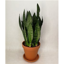 Sansewieria 'Green Flame'