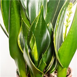 Sansewieria 'Diamond Flame'