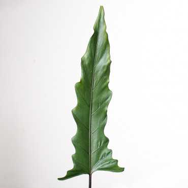 Alokazja lauterbachiana