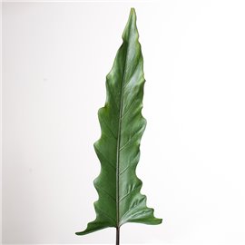 Alokazja lauterbachiana