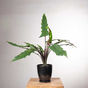 Alokazja lauterbachiana