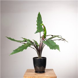 Alokazja lauterbachiana