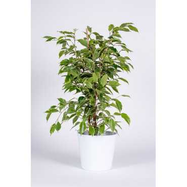 Fikus 'Golden King' | Duży