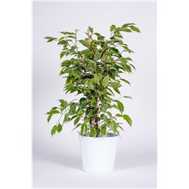 Fikus 'Golden King' | Duży