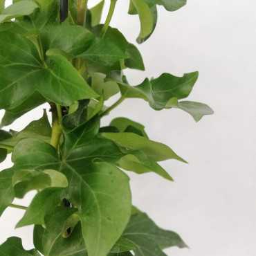 Fatsjobluszcz Lizjański