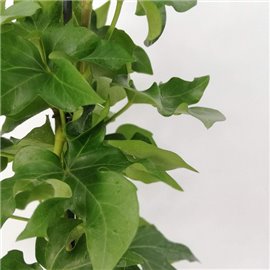 Fatsjobluszcz Lizjański