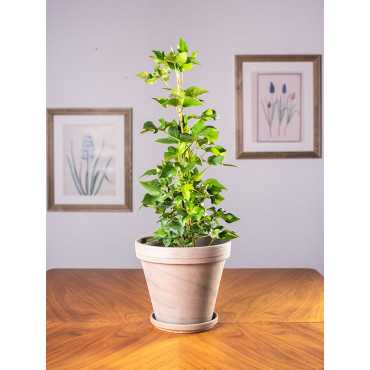 Fatsjobluszcz Lizjański