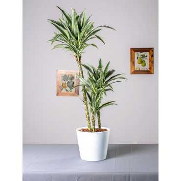 Dracena 'Warneckii' | Duża