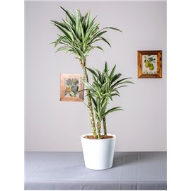 Dracena 'Warneckii' | Duża