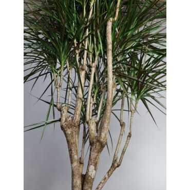 Dracena obrzeżona Branch