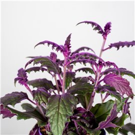 Ginura pomarańczowa