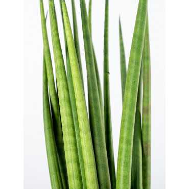 Sansewieria cylindryczna