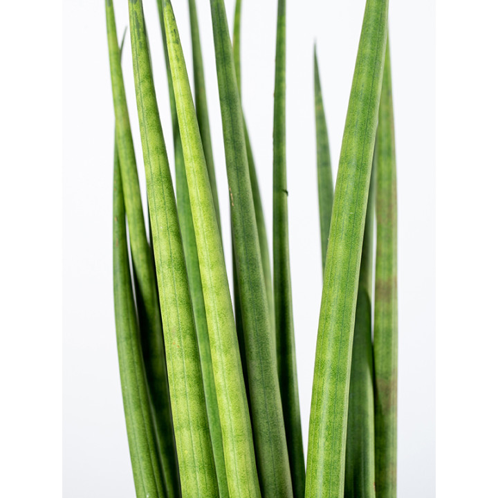 Sansewieria cylindryczna