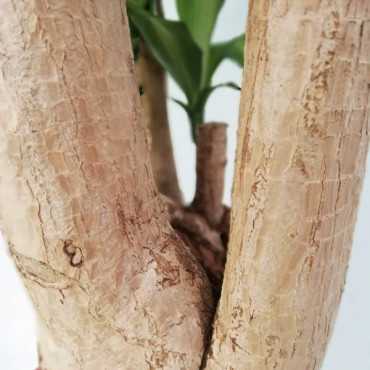 Dracena 'Massangeana' | Branch