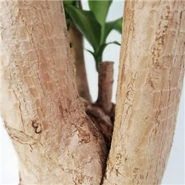 Dracena 'Massangeana' | Branch