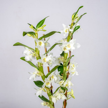 Dendrobium szlachetne | Białe