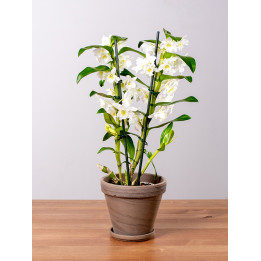 Dendrobium szlachetne | Białe