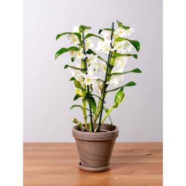 Dendrobium szlachetne | Białe