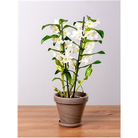 Dendrobium szlachetne | Białe