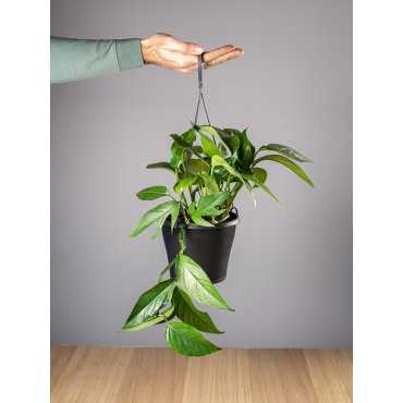 Monstera 'Floru'